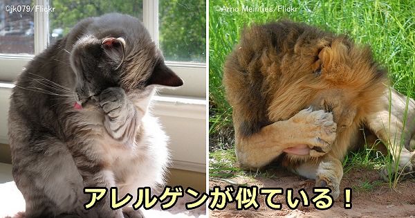 猫アレルギーを持っている人は、ライオンやトラに対してもアレルギー反応が出てしまうかもしれない