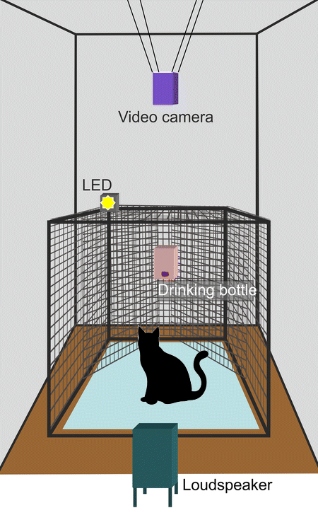 水が飲んでいる成猫に子猫の声を聞かせ、どのような反応を見せるか観察する