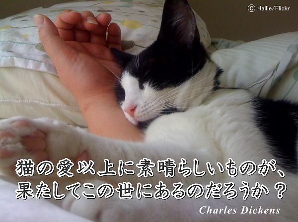 猫の愛以上に素晴らしいものが、果たしてこの世にあるのだろうか?(チャールズ・ディケンズの名言)