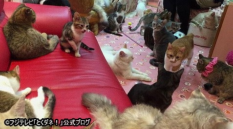 2016年4月21日に全国初の業務停止命令を受けた墨田区の猫カフェ「ねこのて」