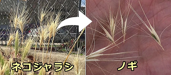 ネコジャラシ（エノコログサ）の先端についているノギ（芒）