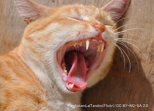 猫の口内細菌叢はフードの種類によって変化する