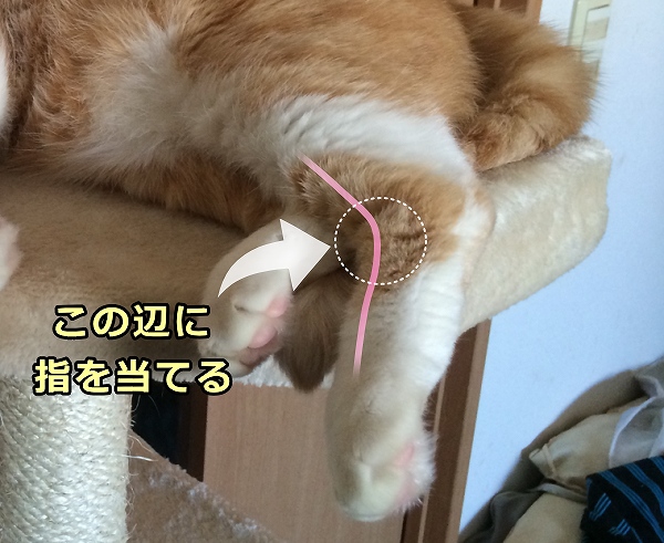 猫の足背動脈の位置