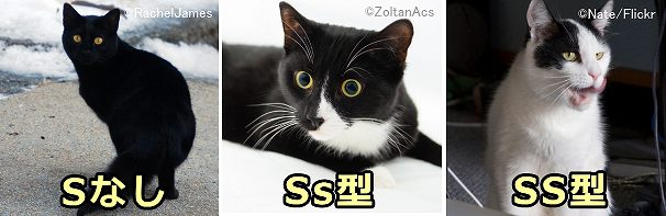 猫の被毛パターン～Sなしによる黒・SSによる白優位型・Ssによる有色優位型
