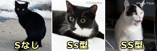 猫の被毛パターン~Sなしによる黒・SSによる白優位型・Ssによる有色優位型