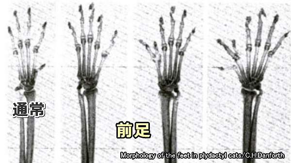 多指猫の前足のレントゲン写真