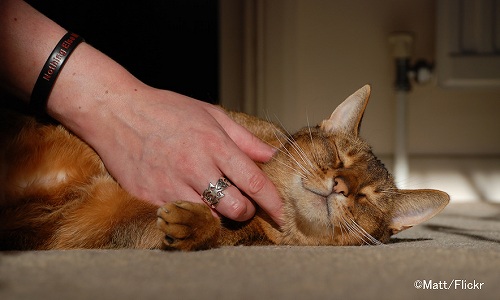 猫の飼い主だろうとボランティアだろうと、猫との交流によってリラックス効果もたらされる