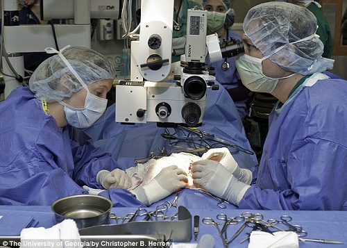 術用顕微鏡下で行われる猫の腎移植手術