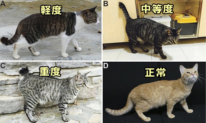 猫のしっぽ 完全ガイド 気持ちの読み方から動きのしくみまで 子猫のへや