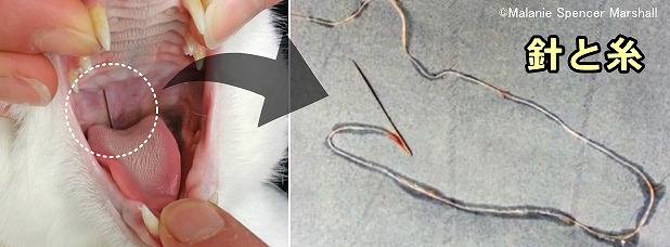 猫の口蓋に突き刺さった針と取り出された糸