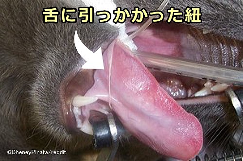 猫の舌の根元に引っかかった紐の端