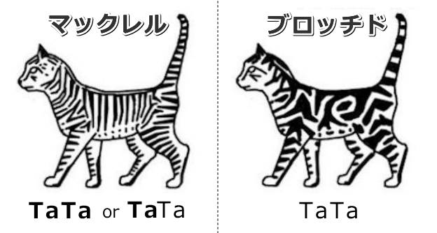 マックレルタビーとブロッチドタビーの違い