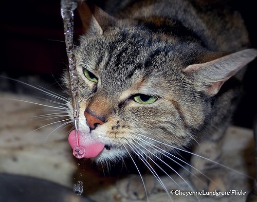 美味しいと感じた時の猫のリアクション「目を半分以上閉じる」