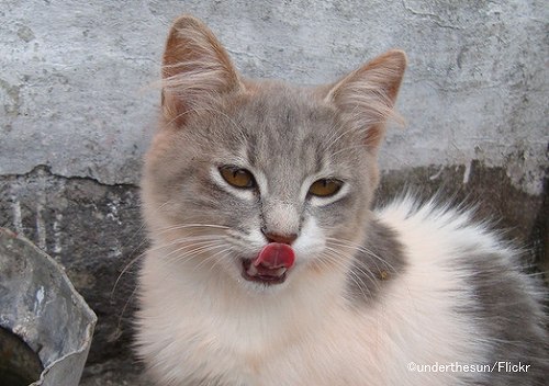 美味しいと感じた時の猫のリアクション「鼻を舐める」