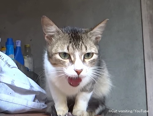 まずいと感じた時の猫のリアクション「口を開けて舌を出す」
