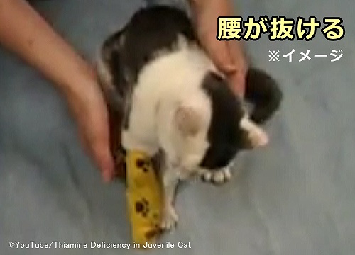 チアミン欠乏症（ビタミンB1欠乏症）によって腰が抜けてしまった子猫