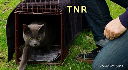 外猫を捕まえ（Trap）、不妊手術を施し（Neuter）、元の場所に返して（Return）あげる「TNR」