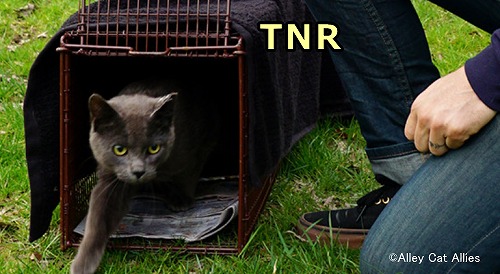 外猫を捕まえ(Trap)、不妊手術を施し(Neuter)、元の場所に返して(Return)あげる「TNR」