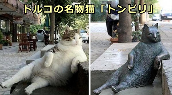 トルコの名物猫トンビリとその銅像