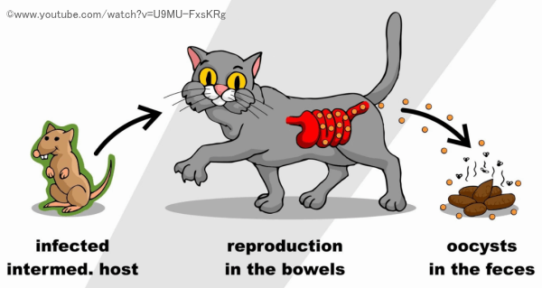 トキソプラズマの卵（オーシスト）はネコ科動物の排泄物を介して環境中に散らばる