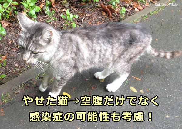 やせた猫にエサを与えたいなら、感染症の可能性も考慮して病院に連れてって!