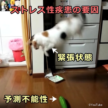 猫のストレス性疾患を引き起こす要因は、慢性的な「予測不能性」（驚くような刺激）