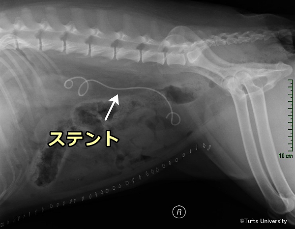 猫の尿管に挿入されたステントのレントゲン写真