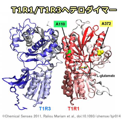 T1R1-T1R3が合体したヘテロダイマー