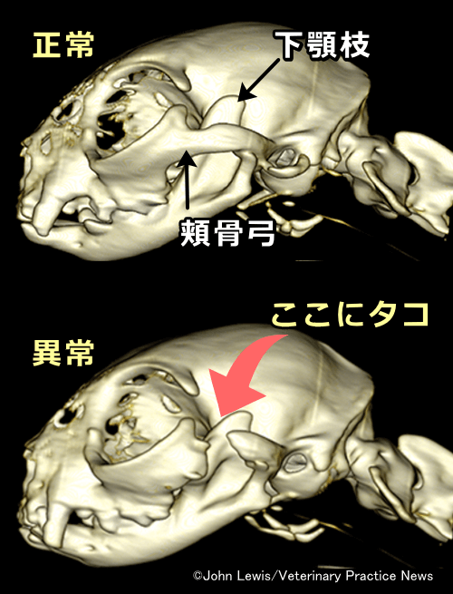 猫の偽性顎関節強直症～頬骨弓と下顎枝の間に胼胝組織がある