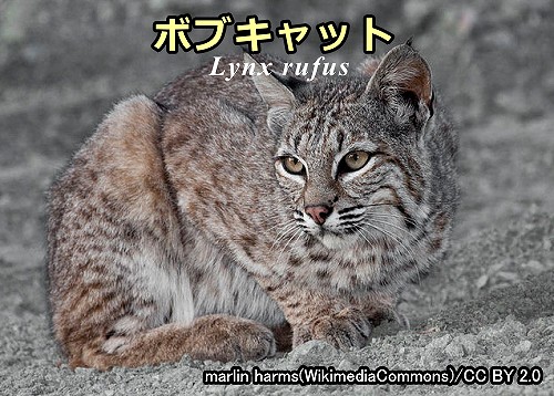 イエネコと同じネコ科に属するボブキャット（Lynx rufus）