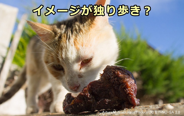 猫に未加工の生肉を給餌するのは一長一短