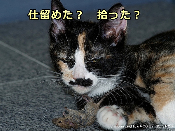 猫がたとえ獲物を持ち帰っても、仕留めたのか拾っただけなのかはわからない