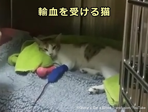 動物用血液バンクが存在していない日本においては供血猫に頼るしか無い