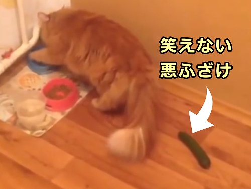 猫にキュウリを魅せて驚かせる悪ふざけは心の距離の現れ