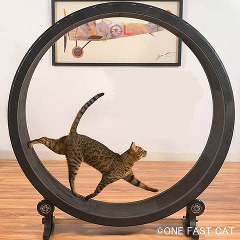 猫向けにデザインされた運動用ホイール「Cat Exercise Wheel」