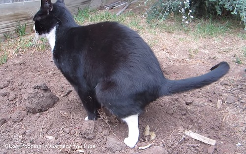 人間の居住敷地内で排泄する猫は大きな問題となる