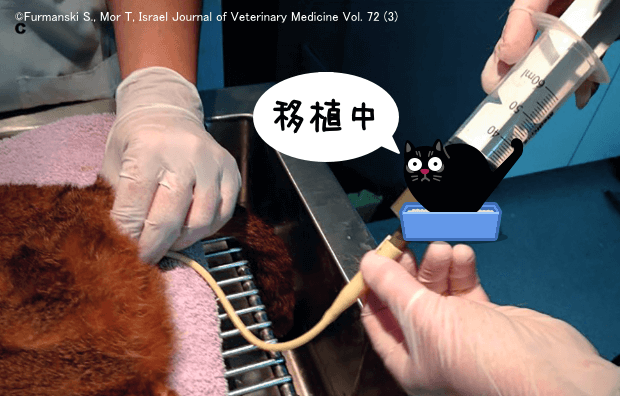 潰瘍性大腸炎を患う猫に対する糞便移植(便微生物移植)術