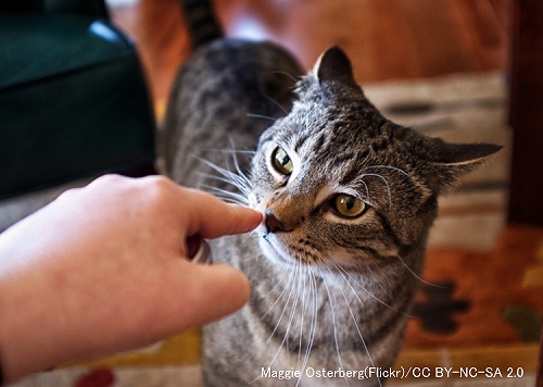 顔を傾けた状態で匂いを嗅いでいる猫は左右どちらかの脳が優位になっているかも