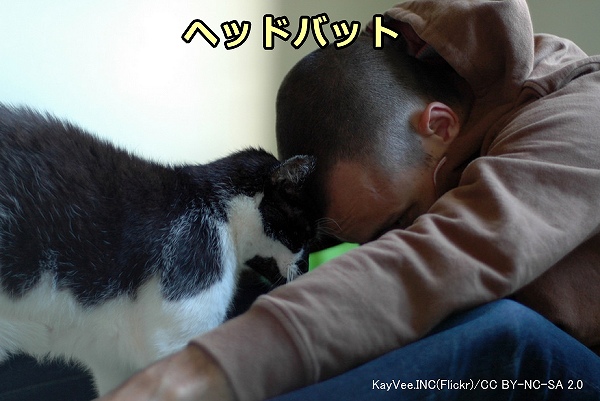 猫が頭を押し付けてくる(ヘッドバット)のは親愛の証