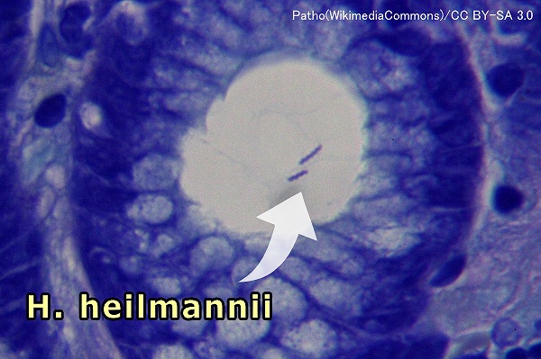 猫に感染しているヘリコバクター菌はハイルマニイ（H.heilmannii）が大半