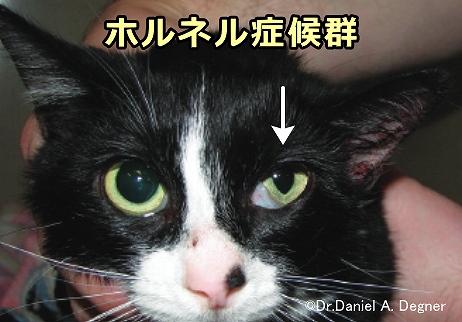 猫の耳道ポリープ切除術の後で頻繁に見られるホルネル症候群