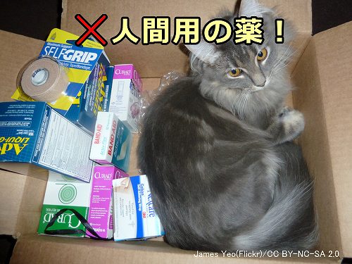 自己判断で猫に人間用薬剤を与えてはいけない