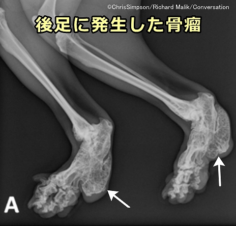 耳折れのスコティッシュフォールドは手足の先端に骨瘤ができやすい