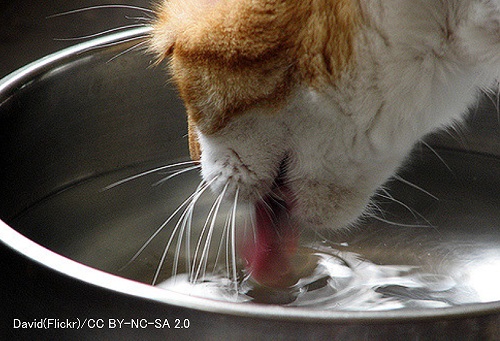 猫における塩分（NaCl）の最適な摂取量はよくわかっていない