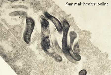 ローソニア・イントラセルラリス（Lawsonia intracellularis）