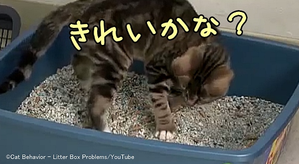 猫にとって重要なのはトイレの臭いよりも清潔さ