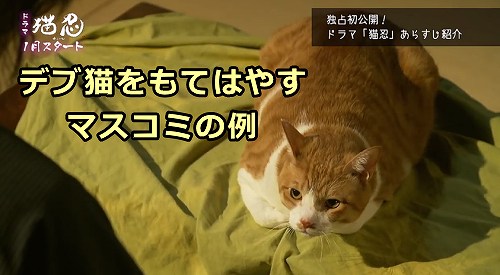 デブ猫を可愛いともてはやす一部のマスコミが猫の健康を悪化させる