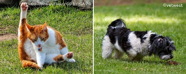 猫は股間なめ、犬は食糞を通じて口内にSFTSVが移行する