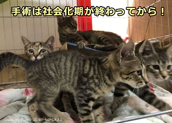 猫の不妊手術は社会化期が終わってからが無難