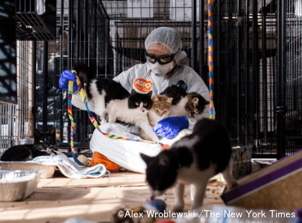 2016年12月、ニューヨークの猫で流行した鳥インフルエンザは20年前の変異株